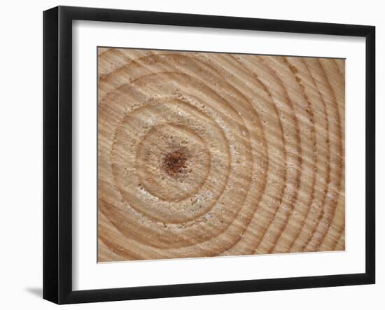 Growth Rings in Trunk of Spruce Tree, Norway-Pete Cairns-Framed Photographic Print