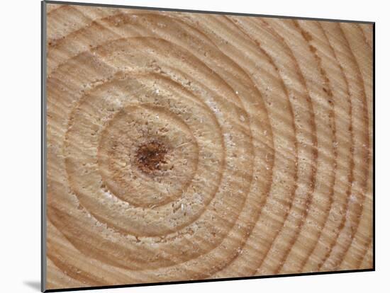 Growth Rings in Trunk of Spruce Tree, Norway-Pete Cairns-Mounted Photographic Print