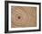 Growth Rings in Trunk of Spruce Tree, Norway-Pete Cairns-Framed Photographic Print
