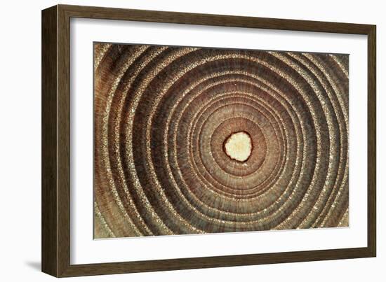 Growth Rings of a Tree-Georgette Douwma-Framed Photographic Print