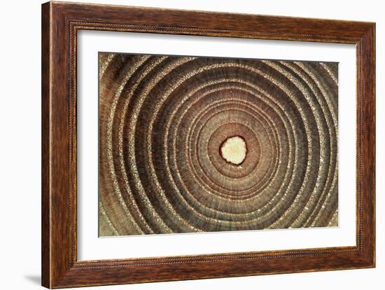 Growth Rings of a Tree-Georgette Douwma-Framed Photographic Print