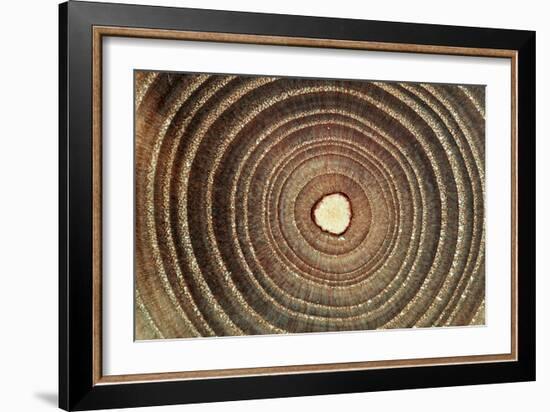 Growth Rings of a Tree-Georgette Douwma-Framed Photographic Print