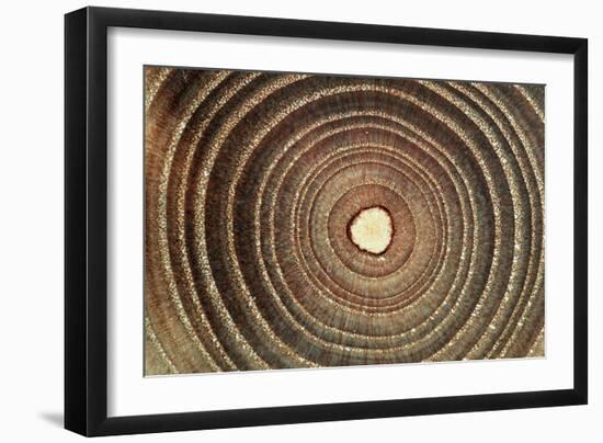 Growth Rings of a Tree-Georgette Douwma-Framed Photographic Print