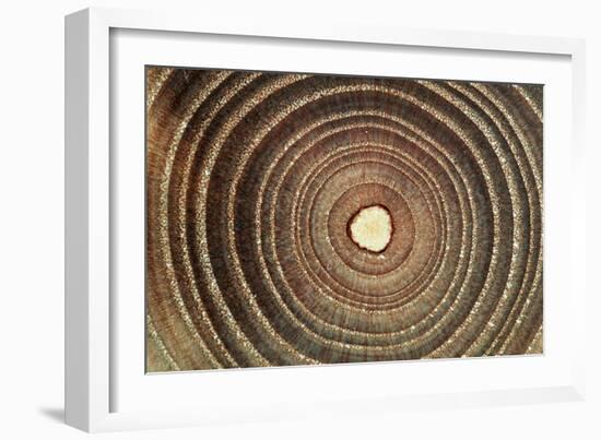 Growth Rings of a Tree-Georgette Douwma-Framed Photographic Print