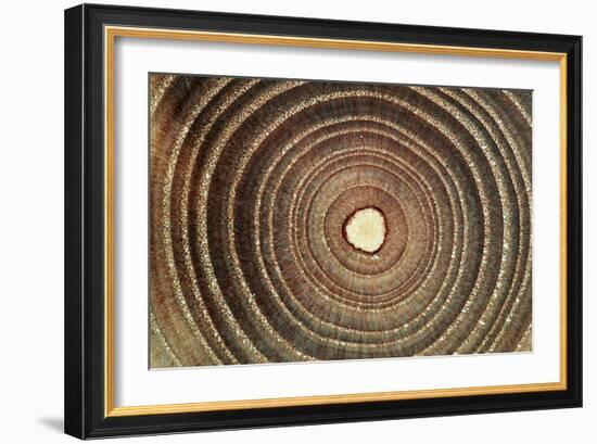 Growth Rings of a Tree-Georgette Douwma-Framed Photographic Print