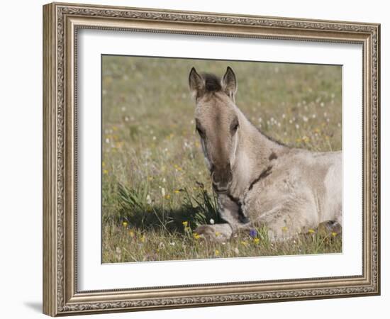 Grulla Colt Lying Down in Grass Field with Flowers, Pryor Mountains, Montana, USA-Carol Walker-Framed Photographic Print