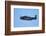 Grumman Avenger, Warbirds over Wanaka, War Plane, New Zealand-David Wall-Framed Photographic Print