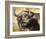 Grumpy Cape Buffalo-Joni Johnson-Godsy-Framed Giclee Print