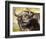 Grumpy Cape Buffalo-Joni Johnson-Godsy-Framed Giclee Print