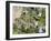 Grund Neighborhood, Luxembourg City, Luxembourg-William Sutton-Framed Photographic Print