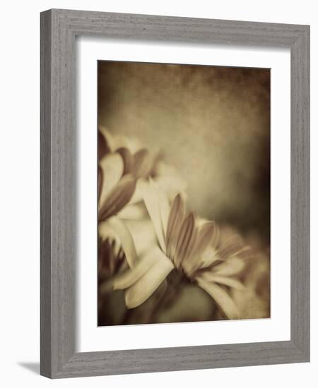 Grunge Photo of Daisy Flowers, Old Grungy Image of Tender Chamomile-Anna Omelchenko-Framed Art Print