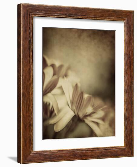 Grunge Photo of Daisy Flowers, Old Grungy Image of Tender Chamomile-Anna Omelchenko-Framed Art Print