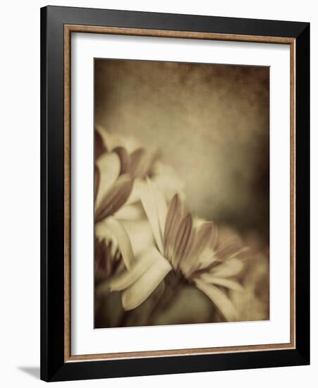 Grunge Photo of Daisy Flowers, Old Grungy Image of Tender Chamomile-Anna Omelchenko-Framed Art Print