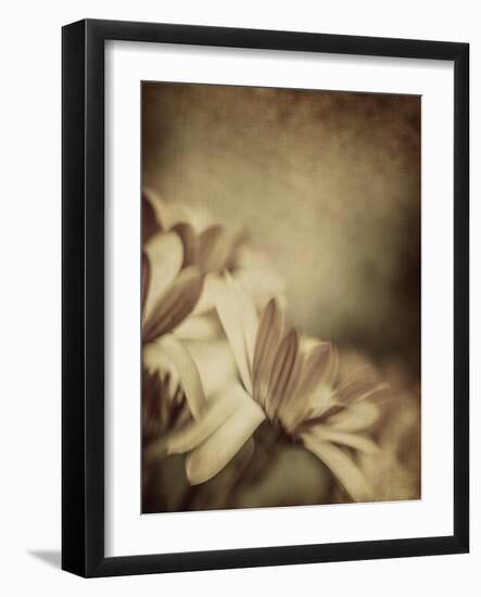 Grunge Photo of Daisy Flowers, Old Grungy Image of Tender Chamomile-Anna Omelchenko-Framed Art Print