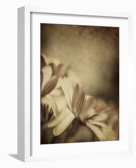 Grunge Photo of Daisy Flowers, Old Grungy Image of Tender Chamomile-Anna Omelchenko-Framed Art Print