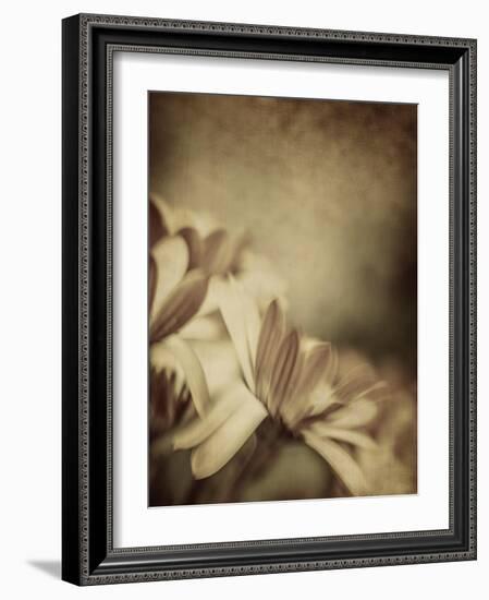 Grunge Photo of Daisy Flowers, Old Grungy Image of Tender Chamomile-Anna Omelchenko-Framed Art Print