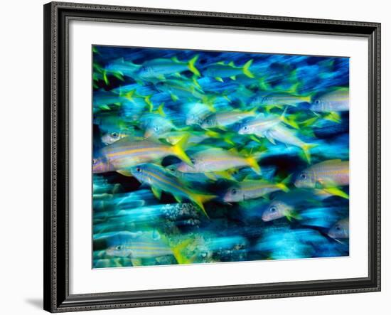 Grunts in Motion, Abacos, Bahamas-Stuart Westmoreland-Framed Photographic Print