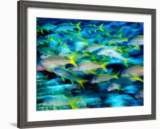 Grunts in Motion, Abacos, Bahamas-Stuart Westmoreland-Framed Photographic Print