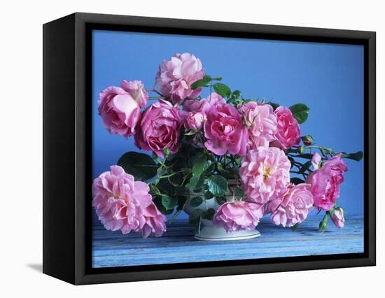 Grussan Achen Felicia and Centenaire de Lourdes Roses-Clay Perry-Framed Premier Image Canvas