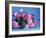 Grussan Achen Felicia and Centenaire de Lourdes Roses-Clay Perry-Framed Photographic Print