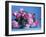 Grussan Achen Felicia and Centenaire de Lourdes Roses-Clay Perry-Framed Photographic Print