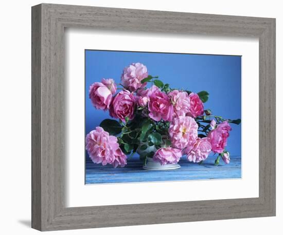 Grussan Achen Felicia and Centenaire de Lourdes Roses-Clay Perry-Framed Photographic Print