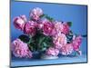 Grussan Achen Felicia and Centenaire de Lourdes Roses-Clay Perry-Mounted Photographic Print
