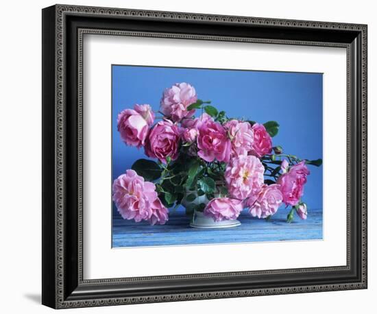 Grussan Achen Felicia and Centenaire de Lourdes Roses-Clay Perry-Framed Photographic Print