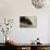Gryllotalpa Gryllotalpa (European Mole Cricket) - Foreleg-Paul Starosta-Photographic Print displayed on a wall