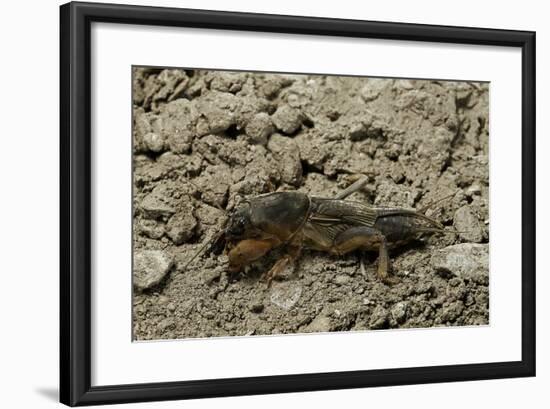 Gryllotalpa Gryllotalpa (European Mole Cricket)-Paul Starosta-Framed Photographic Print