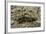 Gryllotalpa Gryllotalpa (European Mole Cricket)-Paul Starosta-Framed Photographic Print