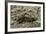 Gryllotalpa Gryllotalpa (European Mole Cricket)-Paul Starosta-Framed Photographic Print