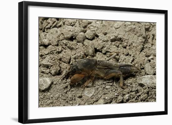 Gryllotalpa Gryllotalpa (European Mole Cricket)-Paul Starosta-Framed Photographic Print