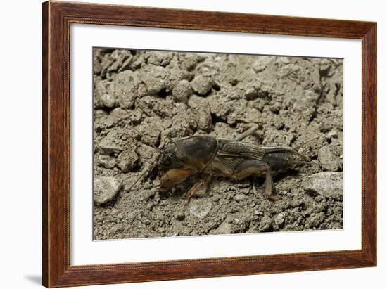 Gryllotalpa Gryllotalpa (European Mole Cricket)-Paul Starosta-Framed Photographic Print