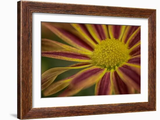 GS-36-10632016-Gordon Semmens-Framed Photographic Print