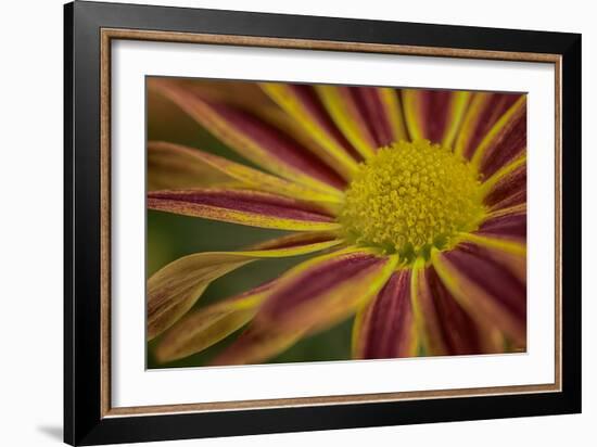 GS-36-10632016-Gordon Semmens-Framed Photographic Print