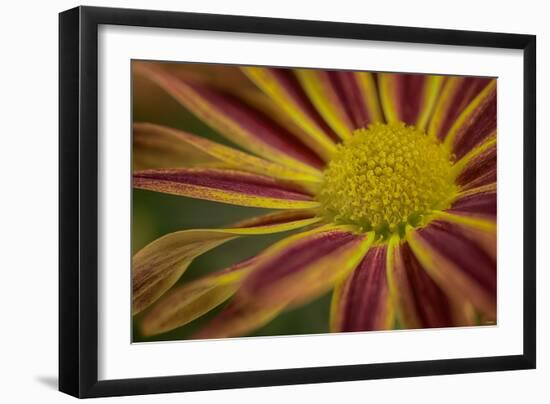 GS-36-10632016-Gordon Semmens-Framed Photographic Print