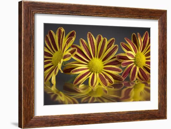 GS-36-11152016-Gordon Semmens-Framed Photographic Print