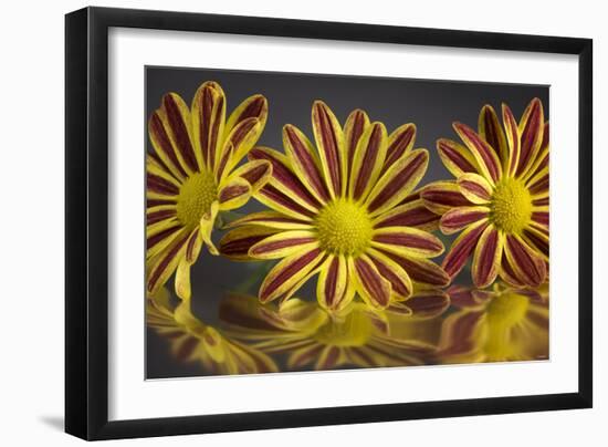 GS-36-11152016-Gordon Semmens-Framed Photographic Print