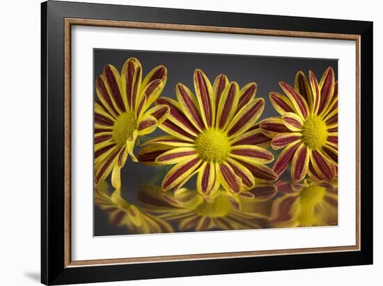 GS-36-11152016-Gordon Semmens-Framed Photographic Print