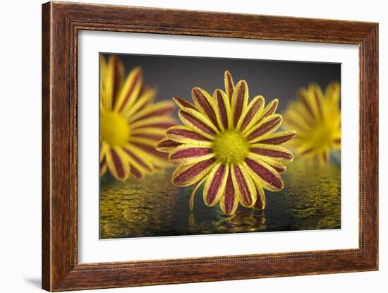 GS-36-8852016-Gordon Semmens-Framed Photographic Print