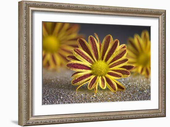 GS-36-9222016-Gordon Semmens-Framed Photographic Print