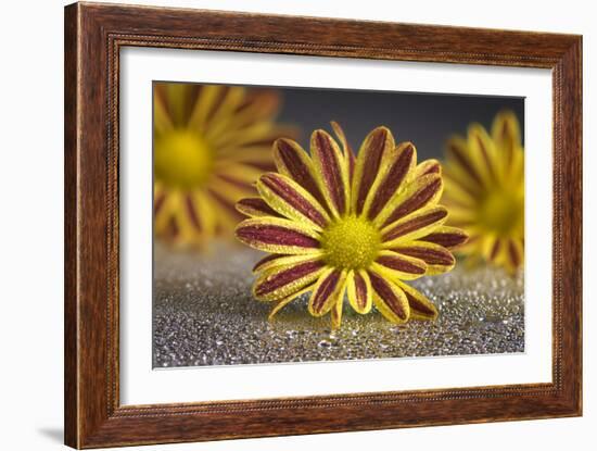 GS-36-9222016-Gordon Semmens-Framed Photographic Print