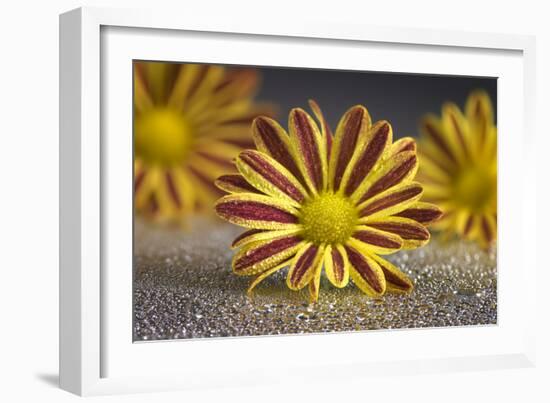 GS-36-9222016-Gordon Semmens-Framed Photographic Print