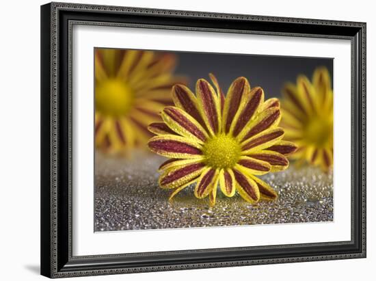 GS-36-9222016-Gordon Semmens-Framed Photographic Print