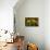 GS-Kalanchoe_1256-Gordon Semmens-Giclee Print displayed on a wall