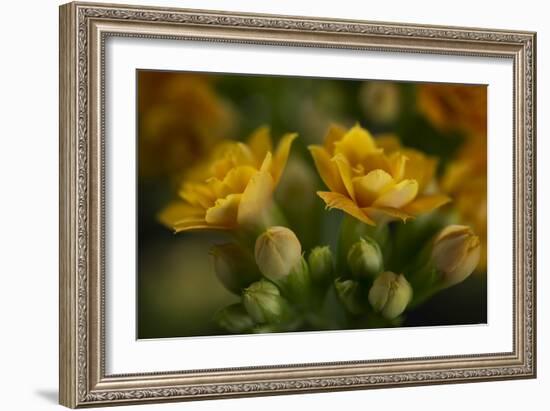 GS-Kalanchoe_1256-Gordon Semmens-Framed Giclee Print