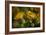 GS-Kalanchoe_1256-Gordon Semmens-Framed Giclee Print