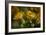 GS-Kalanchoe_1256-Gordon Semmens-Framed Giclee Print