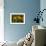 GS-Kalanchoe_1256-Gordon Semmens-Framed Giclee Print displayed on a wall